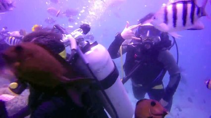 Scuba diving in Anilao Batangas with my kids