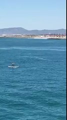 Une baleine saute près d'un paddleboardeur