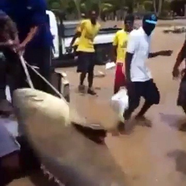 Big live fish caught and dragged onto truck
