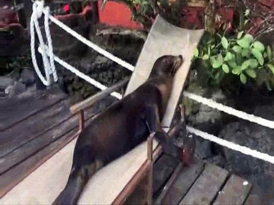 Ces otaries ont trouvé le lieu idéal pour piquer un roupillon