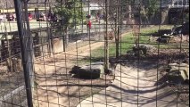 ¡Mujer salta al foso del tigre para recuperar una gorra!