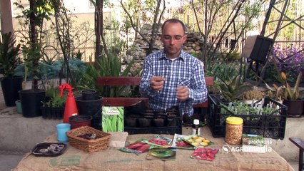 Nekoliko saveta stručnjaka za uspešnu setvu cveća 446