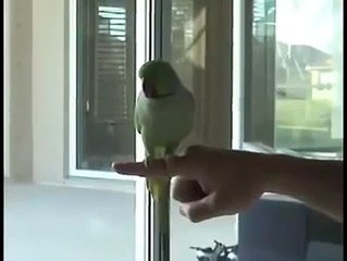 Kalau KONTOL nya marah   BURUNG dapat bertengger diatasnya   Uni