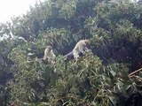 Little monkeys in Axum, Ethiopia