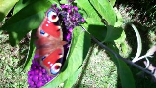 Butterflies of Britain, Peacock