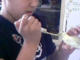 Canaris mustapha 334