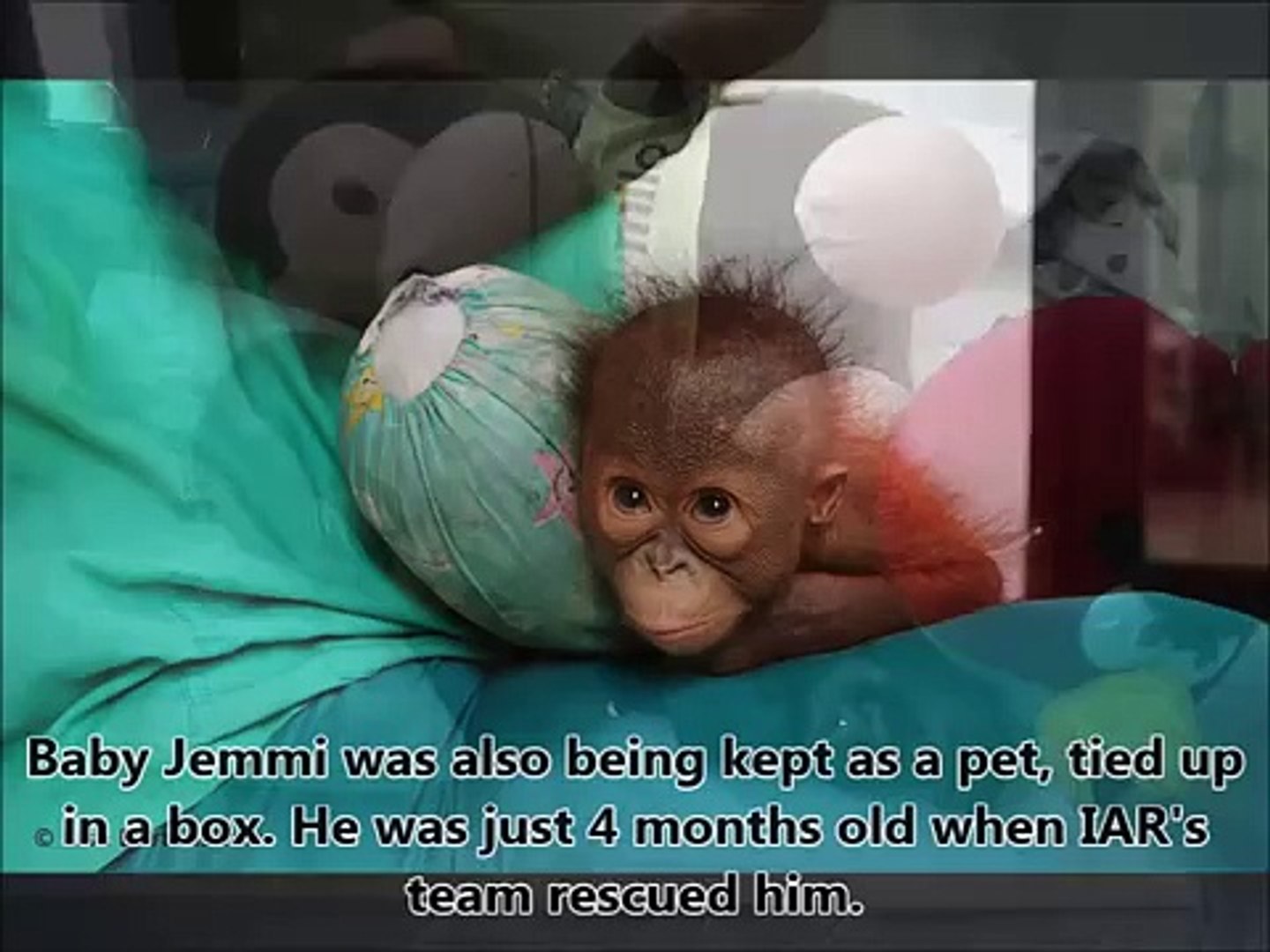 Baby orangutan Budi meets another orangutan for the first time.