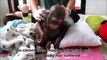 Crying baby orangutan Budi receives loving care after suffering year of neglect