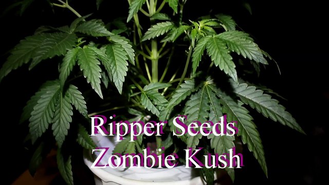 Zombie Kush and Blue Cheese auto