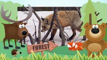 FOXES | Zorros - Animals for children. Kids videos. Kindergarten - Preschool learning