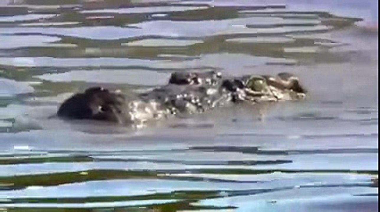 Crocodile Attack Lion