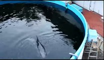 Golfinho Misty mantido em cativeiro em Taiji, Japão