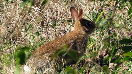 My Cat Trying to Catch A Rabbit Fail