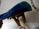 My Macaw Enjoying Some Help Preening