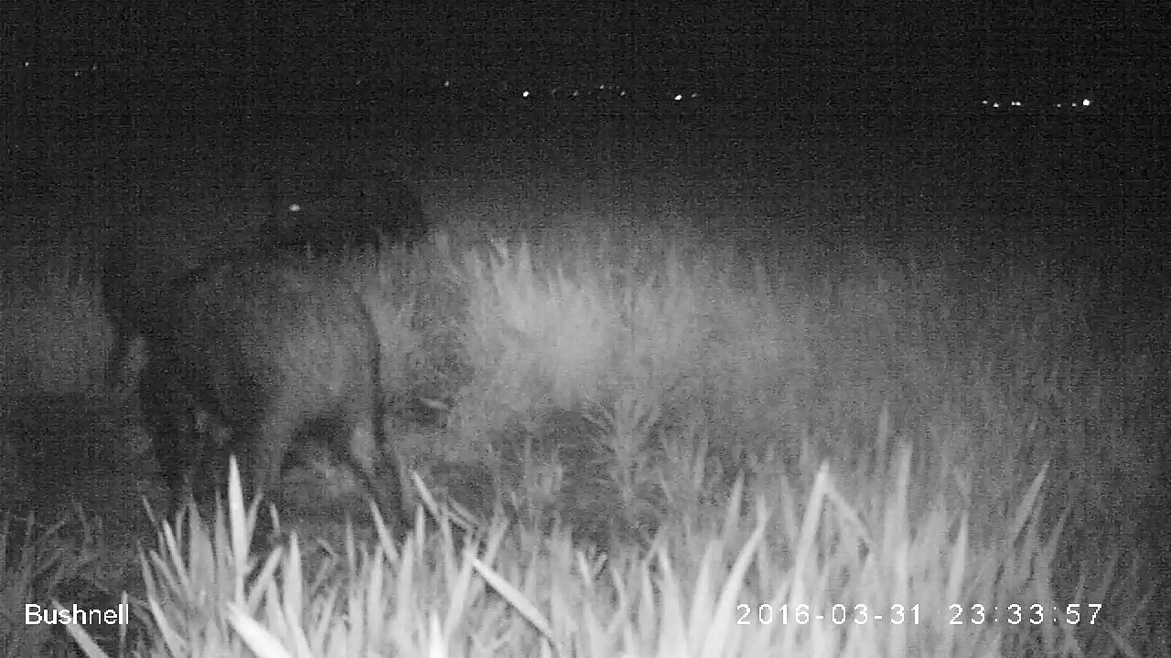 Sangliers_31_mars_2016