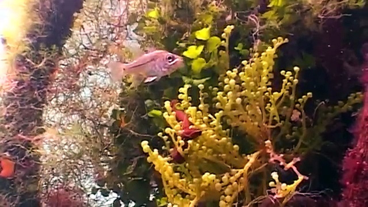Mystic Ocean Vacation Travel Video Guide