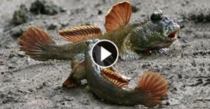 Watch Terrifying fish walks on land