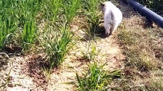 Cute Puppy Playing in Wheat Farm - Cute Puppy Funny Videos