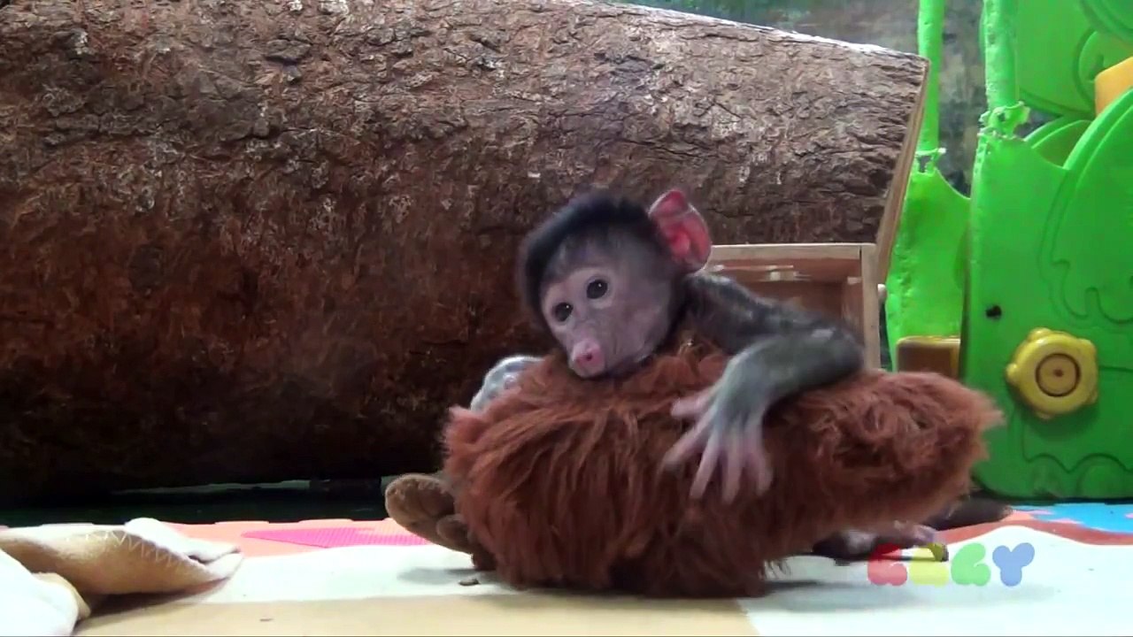 아기 개코 원숭이 ( Baby Anubis Baboon, Olive Baboon )