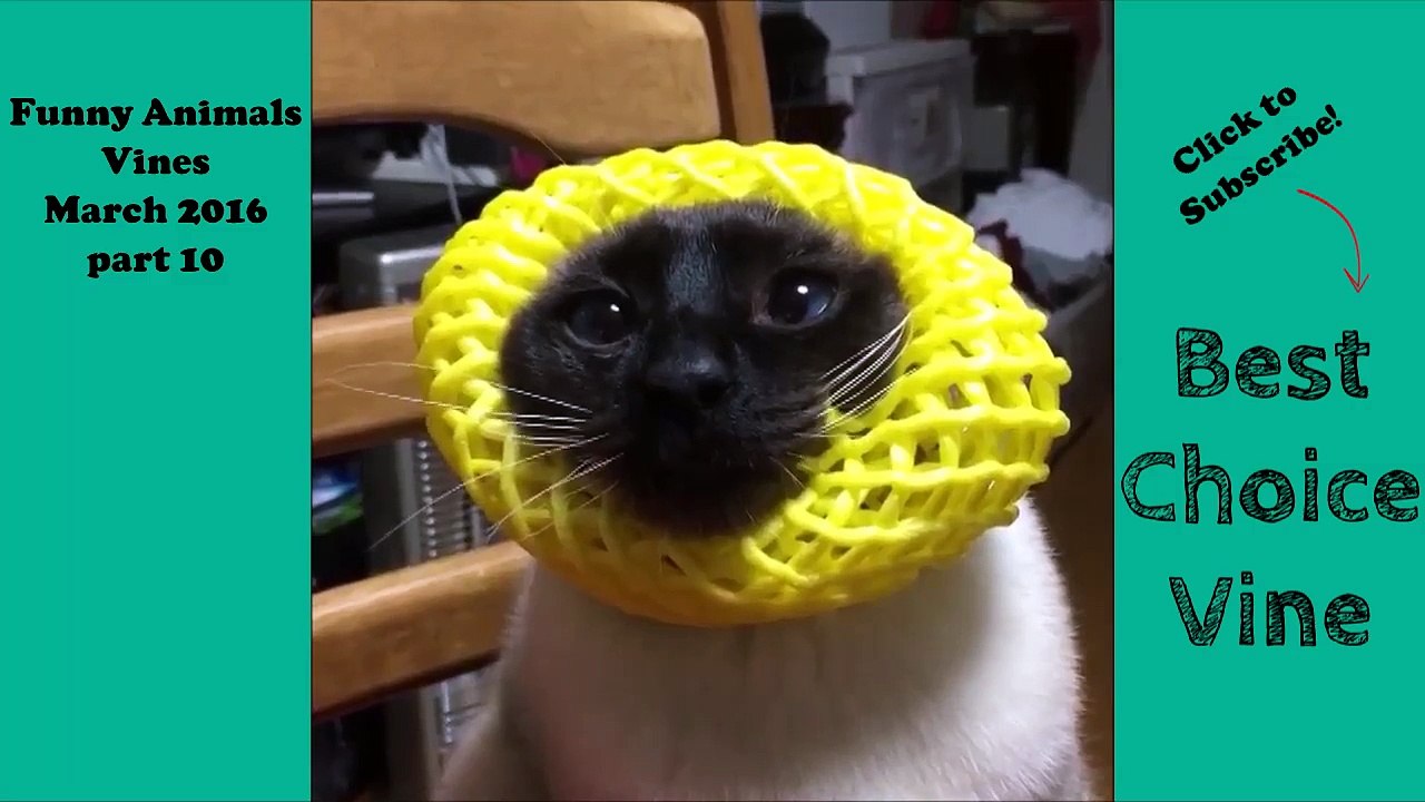 Funny Animals Vines March 2016 part 10 - BestChoiceVine