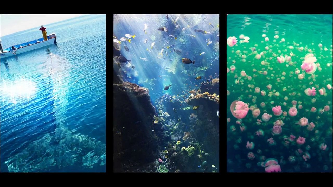 PiVi Channel - Beautiful fish under the sea - Deepest fish in ocean