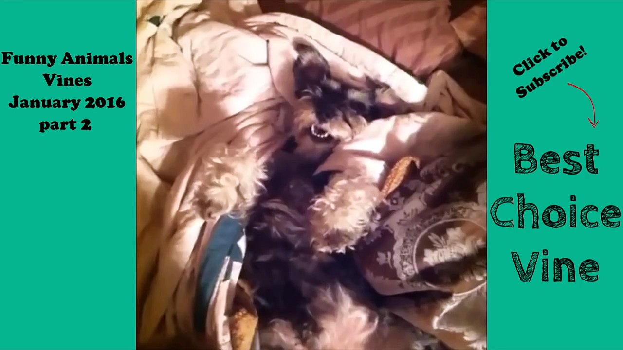 Funny Animals Vines January 2016 part 2 - BestChoiceVine