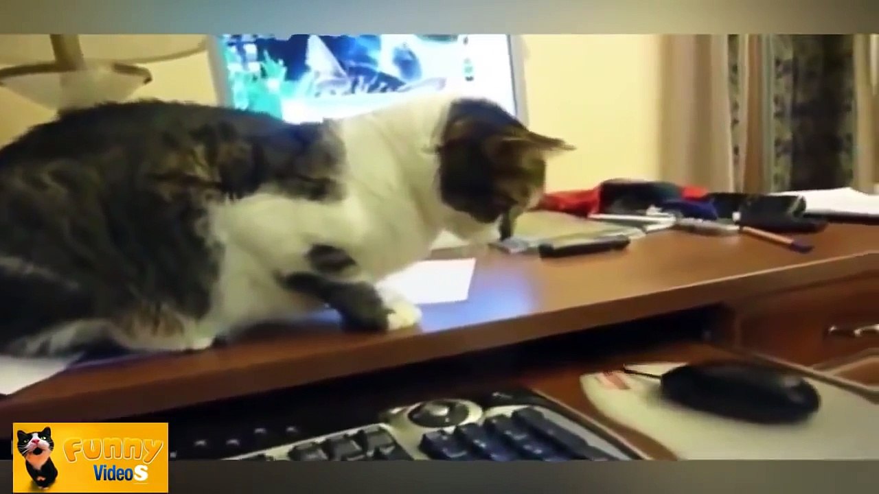 [Funny Cats Compilation] One-Hour long _ NEW in HD (2016)]