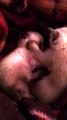 Siamese kittens playing