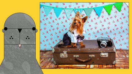 Bring Your Pet Abroad Through International Moving Companies