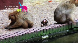 Berberaapje in Ouwehands Dierenpark Rhenen augustus 2010