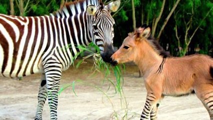 Top 10 Hybrid Animals That Actually Exist