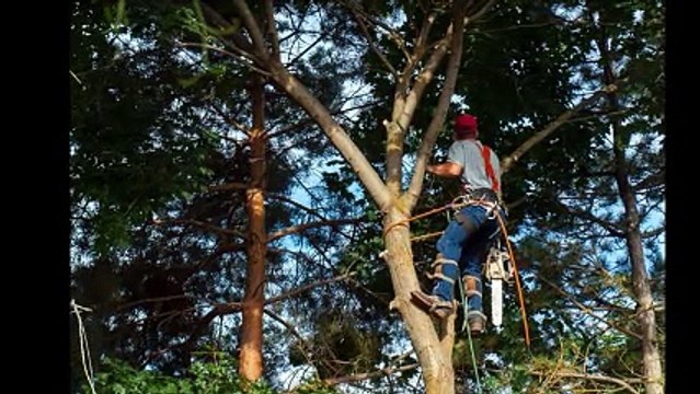 Honolulu Tree Service | Top Rated Local Tree Service