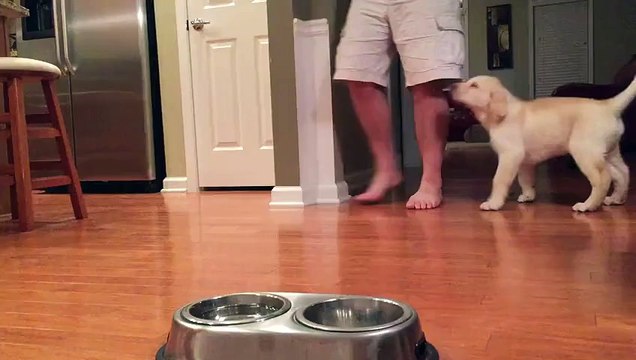 Ce chien fait une petite prière avant d'attaquer son repas. Trop mignon