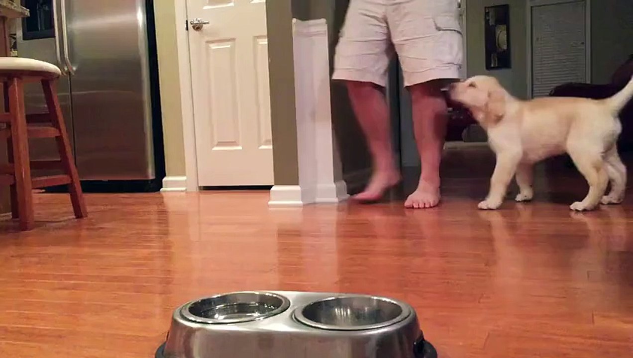 Ce chien fait une petite prière avant d'attaquer son repas. Trop mignon