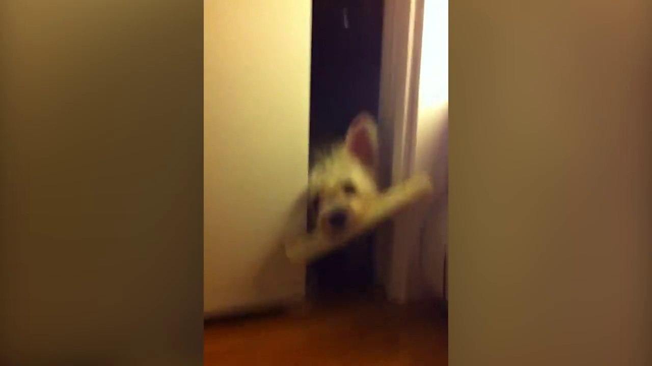 Un chien tente de passer la porte avec un gros Os..