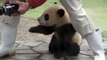 Bébé panda en manque de calin... Trop adorable