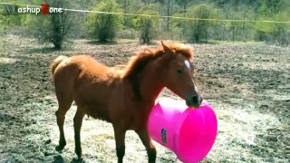 Funny Horse Videos Compilation 2016 [NEW]