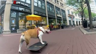 New Funny Bulldog Videos Compilation 2016