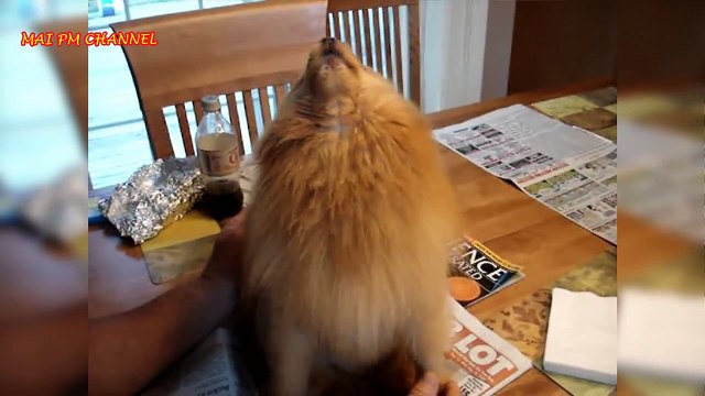 [6]Funniest And Cutest Pomeranian Videos Compilation - Funny Dog Videos