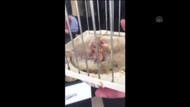 Annesi Ölen Kanarya Yavrusunu Bebe Bisküvisiyle Besliyor