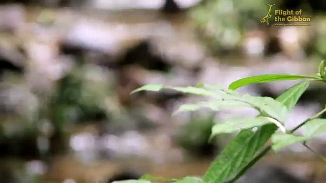 Increase Forest Coverage in Thailand - Flight of the Gibbon