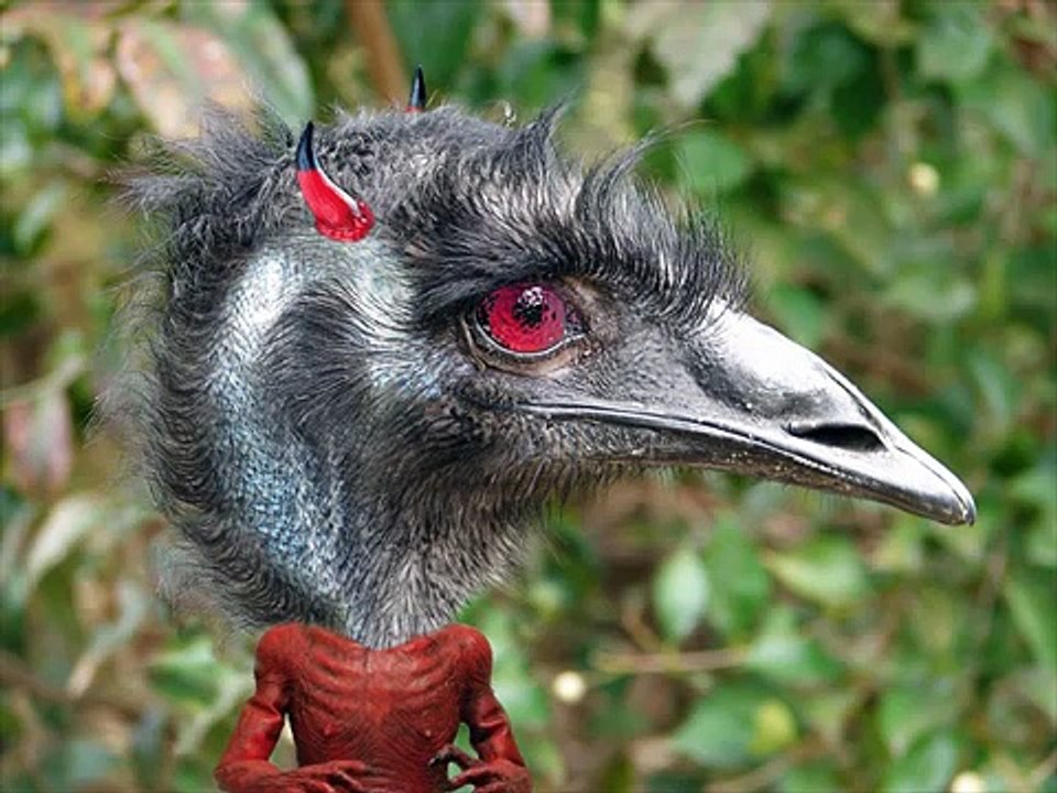 Emu