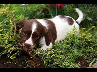 English Springer Spaniel
