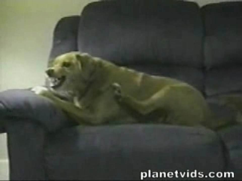 Psycho_dog