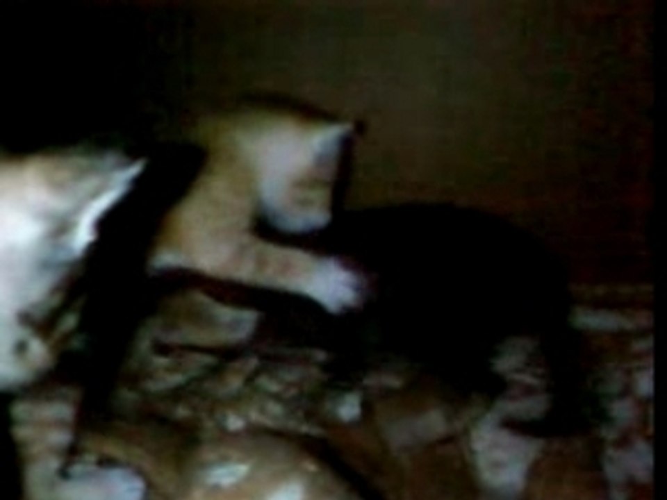 les chats toute la famille