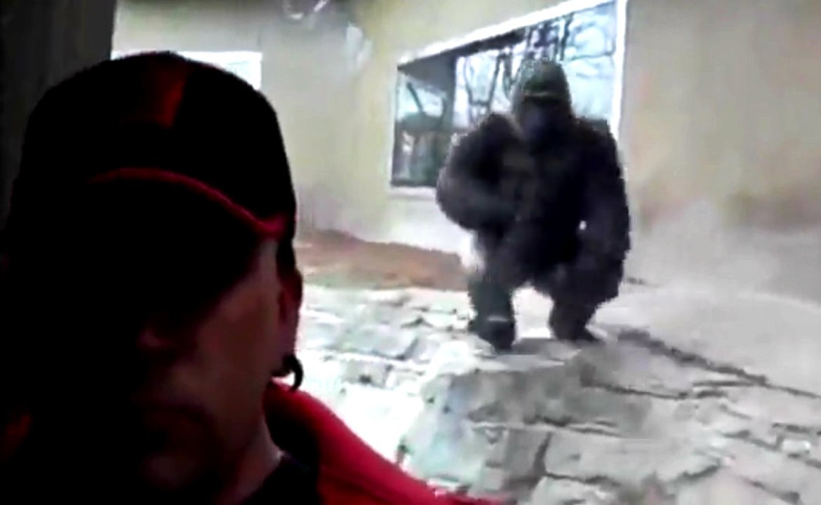 Enraged Gorilla Tries To Attack Zoo Goer Through Glass