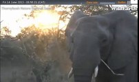 Marc sees some elephants in the sunrise knocking over trees