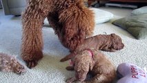 The red standard poodle puppies sisters and cousins play together.