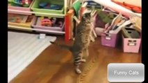 CAT - FUNNY VIDEOS Funny Cats Funny Animals Try Not To Laugh - funny cat - love pet