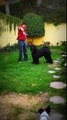 Mickaela  black russian terrier Learning to fly